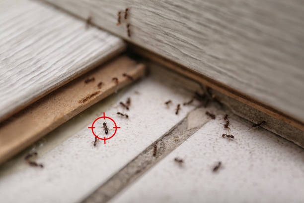 Best Pest Control for Restaurants  in Mccullom Lake, IL
